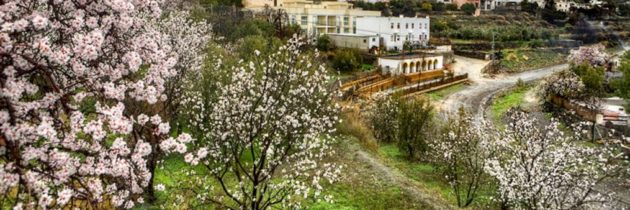 La flor de almendra convierte a Mallorca en un jardín que florece